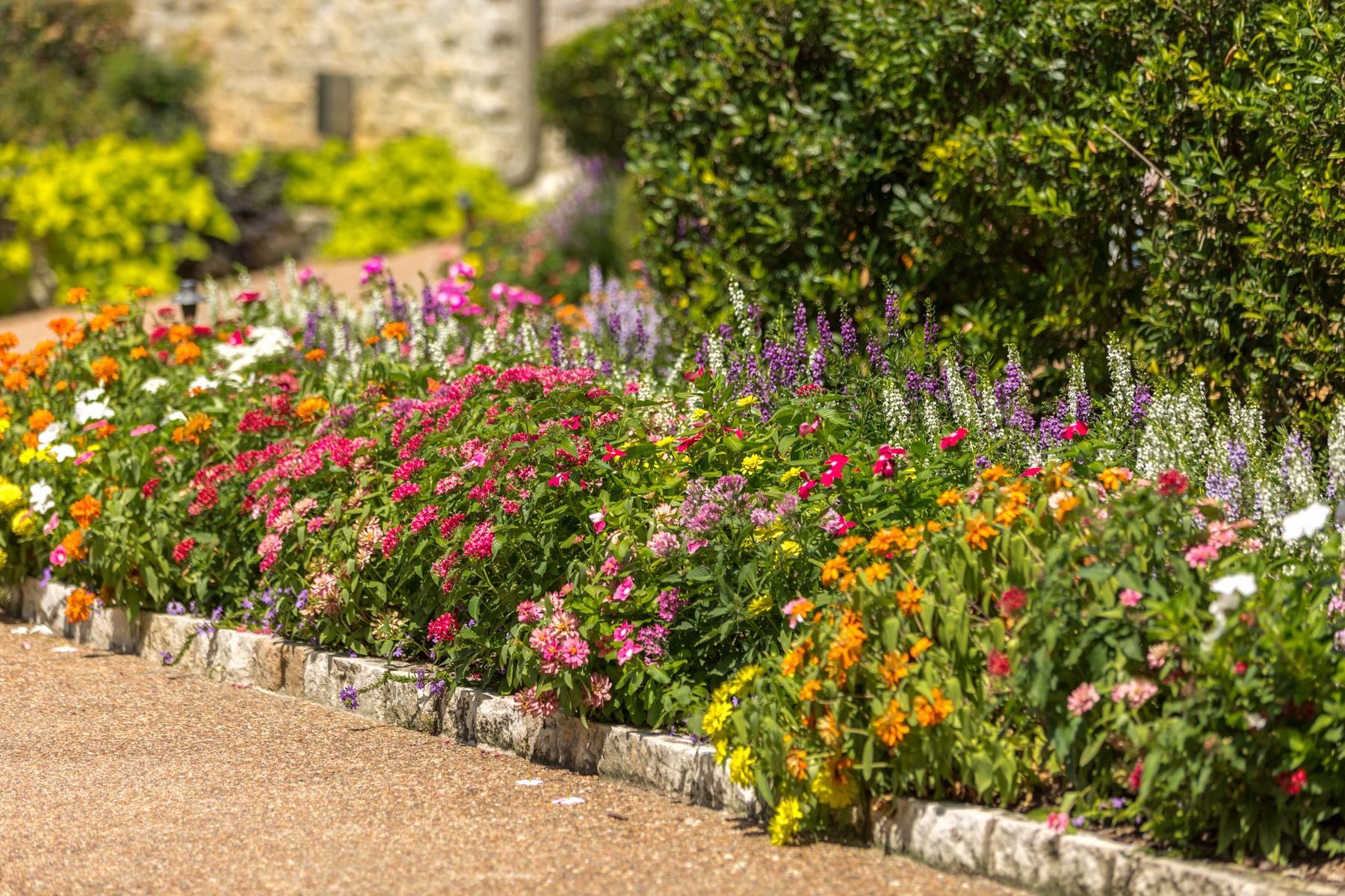 14 Best Low Maintenance Plants for Commercial Landscapes in Texas